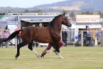 overall champion portfolio