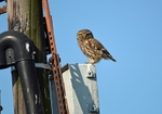 Little Owl