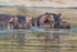 Hippo