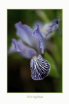 Iris reginae 2