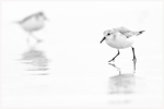 Sanderlings on Wet Sand