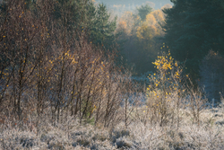 South side Frensham Common
