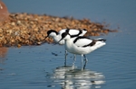 Avocets