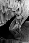 Feathers