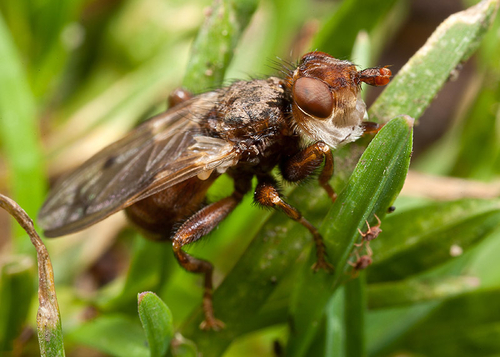 Myopia species; probably [i]Myopia testacea[/i]. Found by an [i]Andrena nigroaenea[/i] Mining Bee colony.