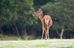 Red Deer