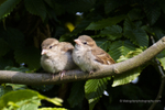 Sparrows
