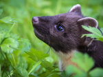 Pine Martin, Ardnamurchan, Scotland