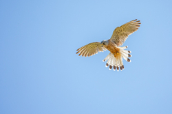 Kestrel