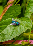 greenbottle-1