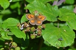 Gatekeeper