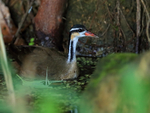 Sungrebe (female), Rio Chagres, Panama
