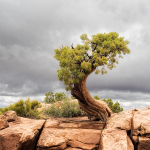 DEADHORSE POINT SP - UTAH