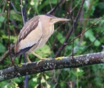 Little Bittern