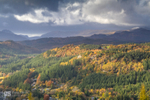 November light, Gwydir Forest