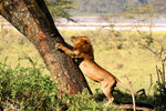 IMG_1063 Nakuru