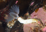 Protula tubularia