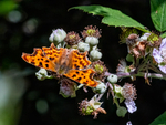 Comma