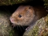 Bank Vole (02)