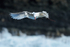 Red-tailed Tropicbird (adult) hovering, Kilauea Point, Kauai