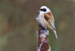 Male Penduline Tit