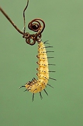 Pupating caterpillar