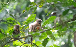 Young mandrills