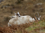 WELSH MOUNTAIN GOATS