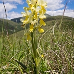 Few-flowered Orchid (Orchis pauciflora)