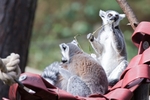 LemursGeorge Cox