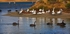 Birds of the Coorong.2-3215
