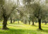 Sirmione - grotto area-5