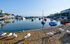 Swans at Brixham