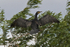 Cormorant with extended wings perched in a tree at Otmoor