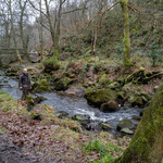 Rivelin