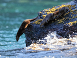 Marine Otters diving into sea, Chanaral Island, Chile