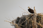 Osprey standing on nest, Blue Cypress Lake, Florida