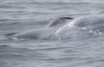 Blue Whale, Pico Island, Azores