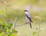 Lesser Grey Shrike