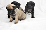 Pets portfolio