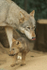 Grey Wolves - Montana & pup (Colchester Zoo)