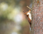 Red Squirrel  - Sciurus vulgaris