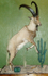 Ibex