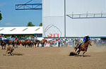 3HRodeo8-11-25_PRCASteer_06466_