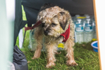 Loweswater Show-14