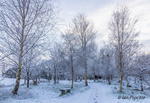 A Winter's Stroll