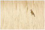 Reed Warbling 