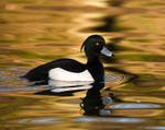 Tufted Duck