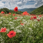 Preci: meadows with poppies, coriander, and cornflowers.