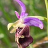 Apennine Late Spider orchid (Ophrys dinarica also Ophrys fuciflora ssp dinarica and O. holoserica ssp dinarica). 